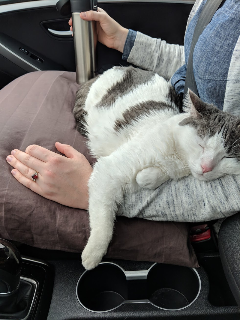 My pillow, on a road trip. Verdict: 10/10
